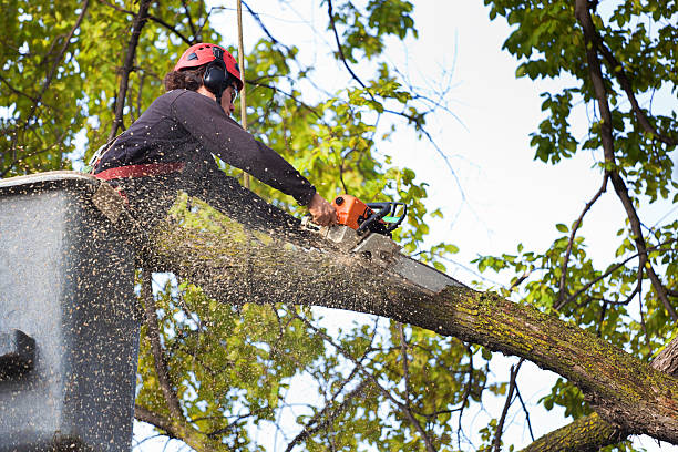 Best Tree Branch Trimming  in USA